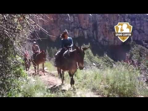 Video: Grand Canyon Mules - Ամենօրյա անասնաբույժ