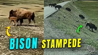 Herd of Bison Running Down the Hill and Passing in Front of a Van