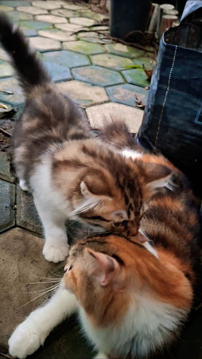 Sini tak bisikin woy. #cat #kucingcomel #imut #kucing #kucinglucu #kucingmanis #cute #shortvideo