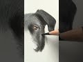 commission a pet portrait
