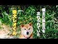 誕生日を忘れられた柴犬レオくん😭