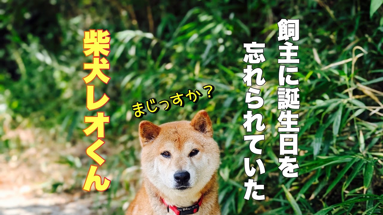誕生日を忘れられた柴犬レオくん😭