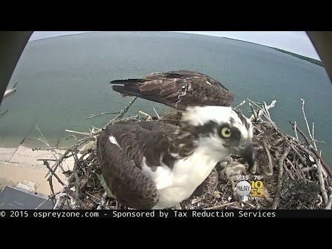 Webcam Brings Baby Ospreys To The World