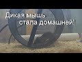 НОВЫЙ ПИТОМЕЦ - (Домовая мышь) дикая мышка!