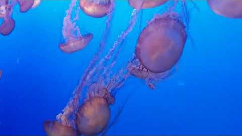 20 secs of jellofish