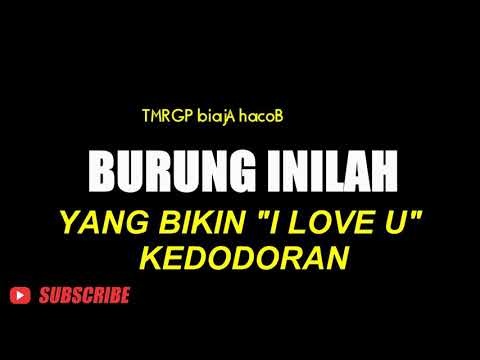 BURUNG INI YANG BIKIN I LOVE U KEDODORAN PB Nasional Karang Nanas Purwokerto