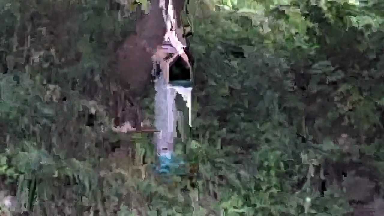 Red Squirrel vs. Yankee Flipper