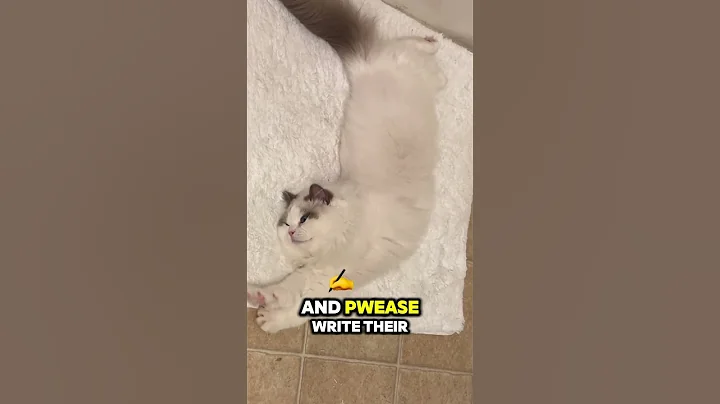 Video 8535891: ragdollcat cutecats funnycats, ragdollcat catlover cutecat, ragdollcat cutecat kitten, ragdollcat cutecat cat, ragdollcat cat pets