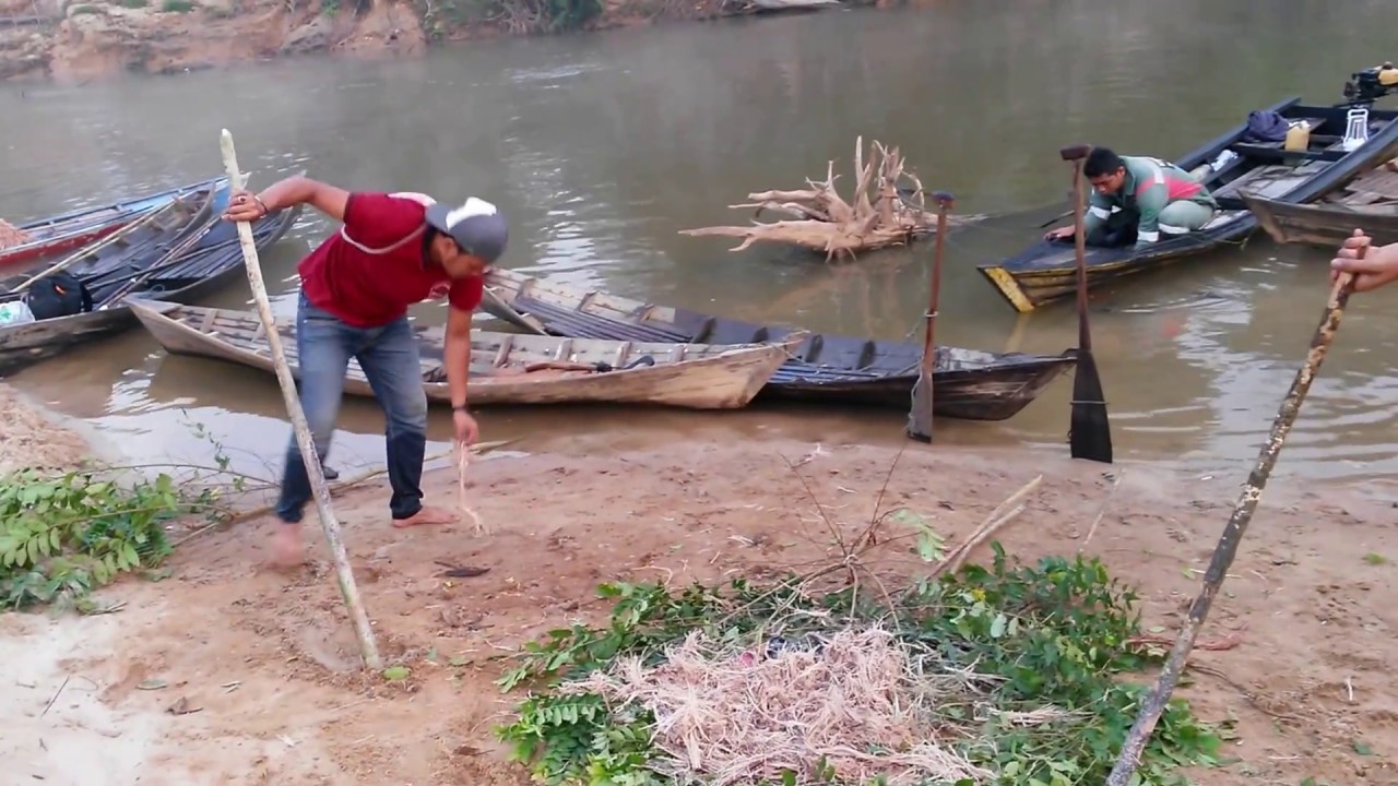 Malay Tradition Tradisi Menuba Ikan Di Sungai Ikan Monster Tapah Toman Baung Kelabau Youtube