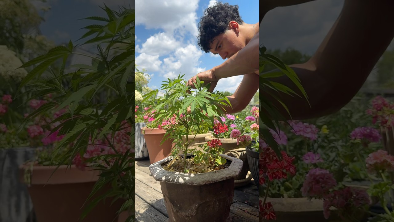 Pruning Cannabis during Vegetative Stage