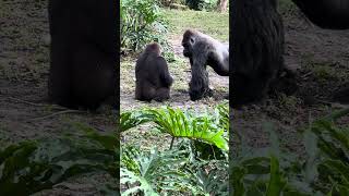 A Silverback Gorilla and a Gorilla half his age