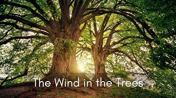 Fall Asleep to the Relaxing Sounds of Wind in the Trees For Sleep, Insomnia, Tinnitus