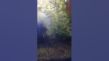 Water circulation in planted aquarium