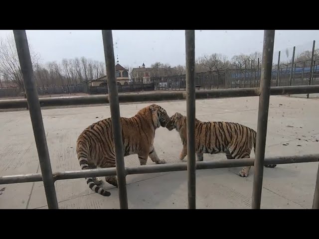 Siberian Tiger Park in Harbin 🇨🇳