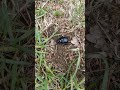 Der Käfer