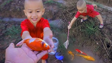 Em ổi bắt cá vàng thiên thần và cá bảy màu trong bể cá nhỏ #cávàng #fishing #concá #tìmbắtcávàng