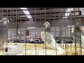 Racing homer pigeons  melbourne pigeon society annual showbritish show racers