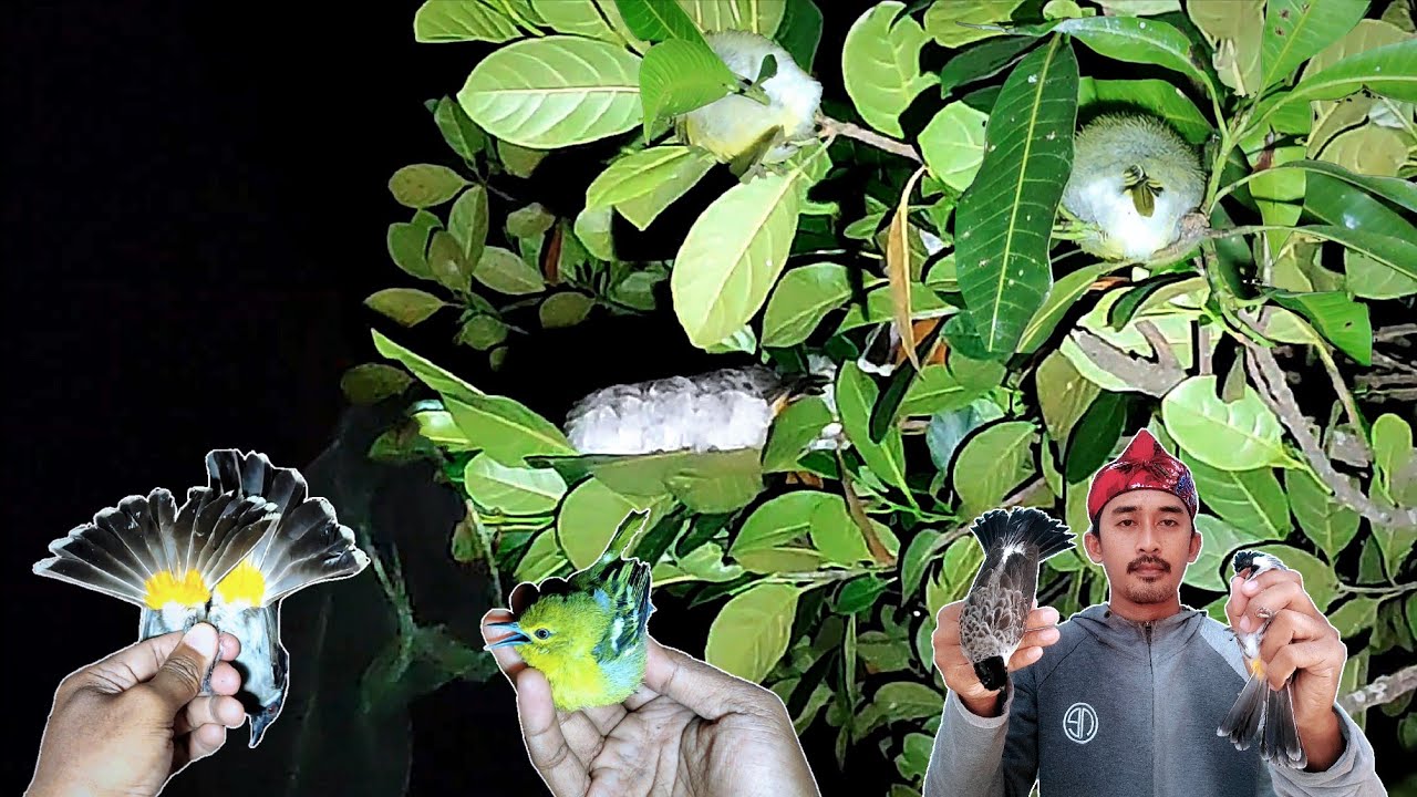 Point Kutilang Berjejer Terpanjang | Mencari Burung Tidur Di Malam Hari Eps 217