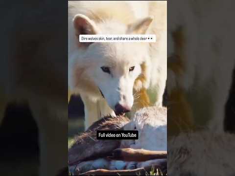 Dire wolves skin, tear, and share a whole deer 👀