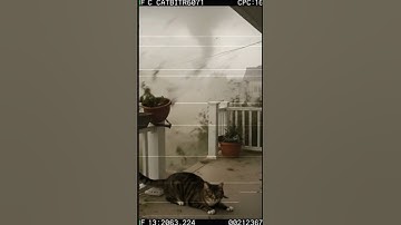 Sora Ai cat taken away by tornado #sora #fyp #AI