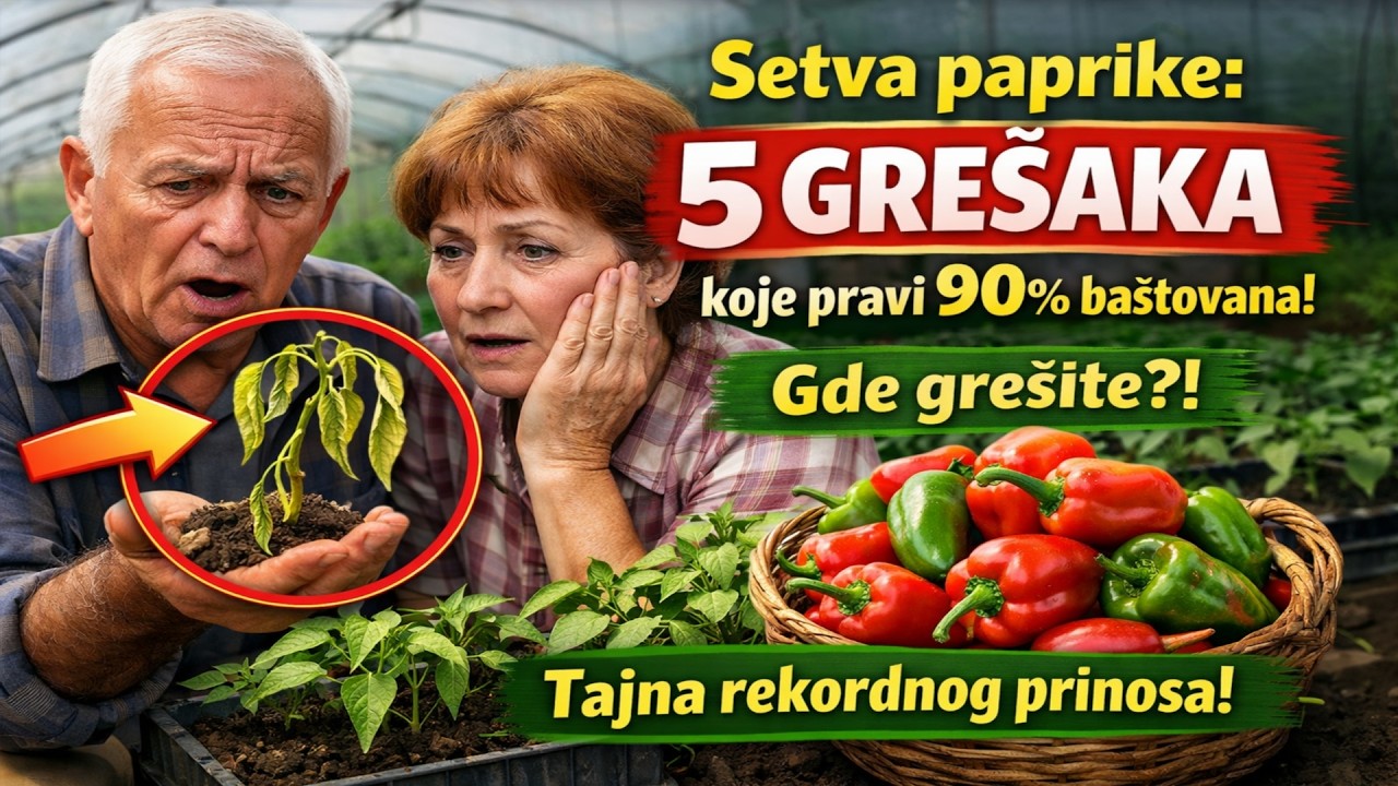 Setva paprike: 5 GREŠAKA koje pravi 90% baštovana! 🌶️ (Tajna rekordnog prinosa)