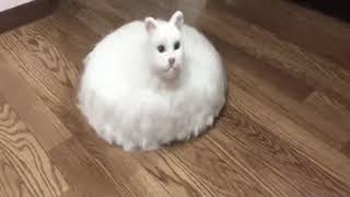 creepy roomba cat