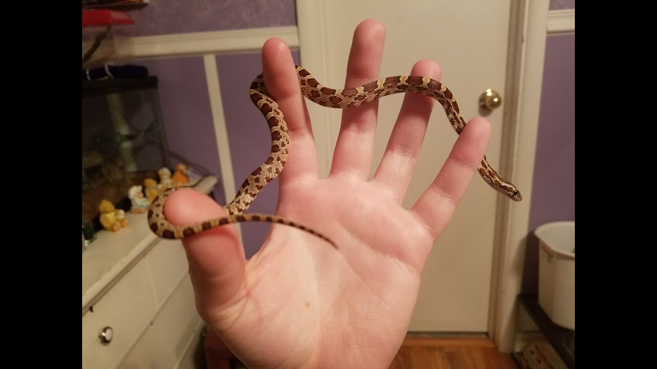 insects picture Raja's 2nd Pinkie Mouse!