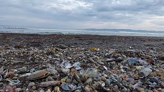 Поехали гулять на море и нарвались на кучу деликатесов..