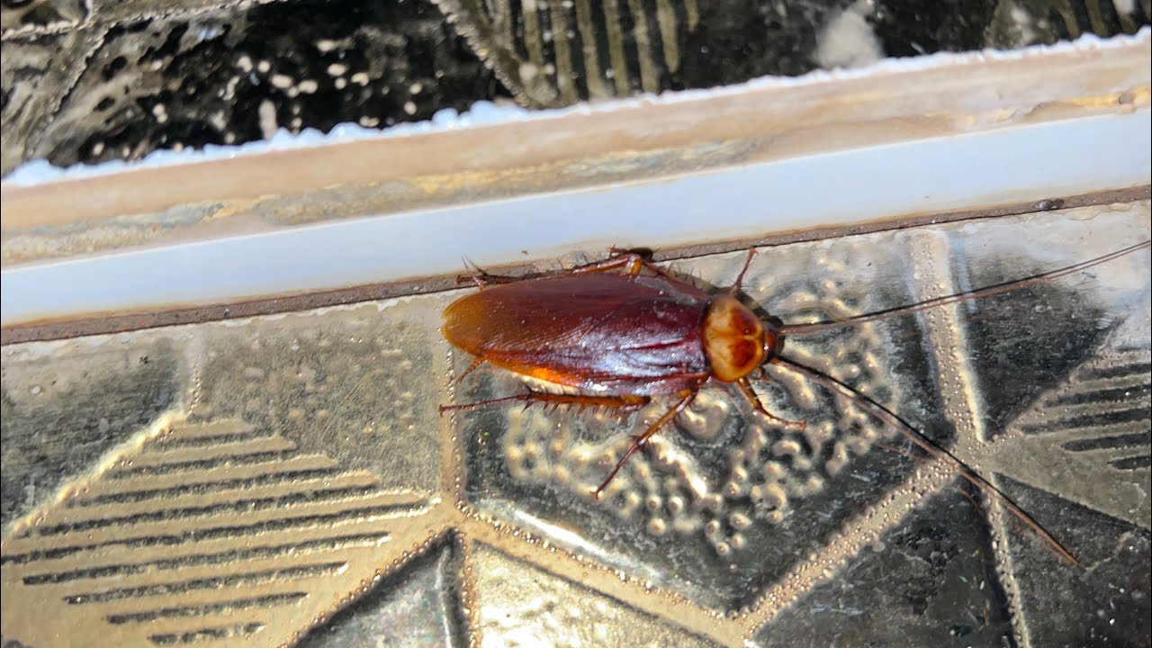The cockroachs like living in bathroom #naturelovers #insects #nature #youtube #youtubevideo 