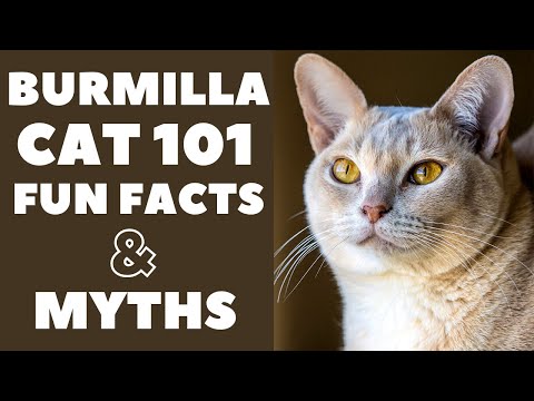 Burmilla Cats 101 : Fun Facts &amp; Myths