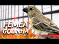 FÊMEA DE GOLINHA | Esquente seu golinha Chamado e Piado de Fêmea