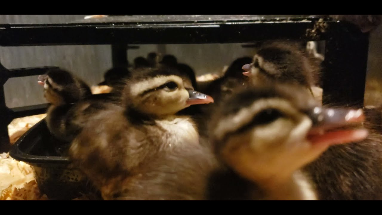 Wood duck hatchlings' 1st day in brooder YouTube