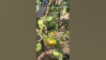 Beefsteak tomatoes #gardening #organic #grow #vegetables #tomato #gardentomatoes#shorts #short
