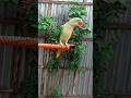 🤯 ये Parrot नहीं छोटा बच्चा लगता है 🦜