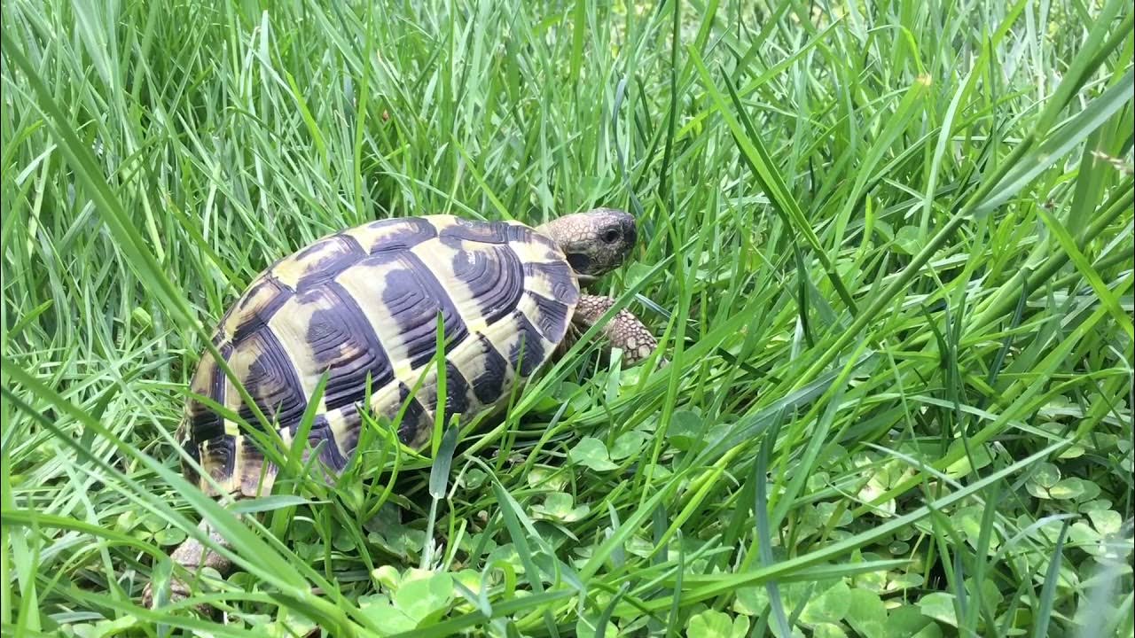 Tortoise Times Eating Weeds YouTube