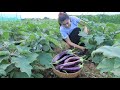 Harvest Eggplants For Cooking / Easy and Yummy Eggplant recipe / Cooking with Sreypov