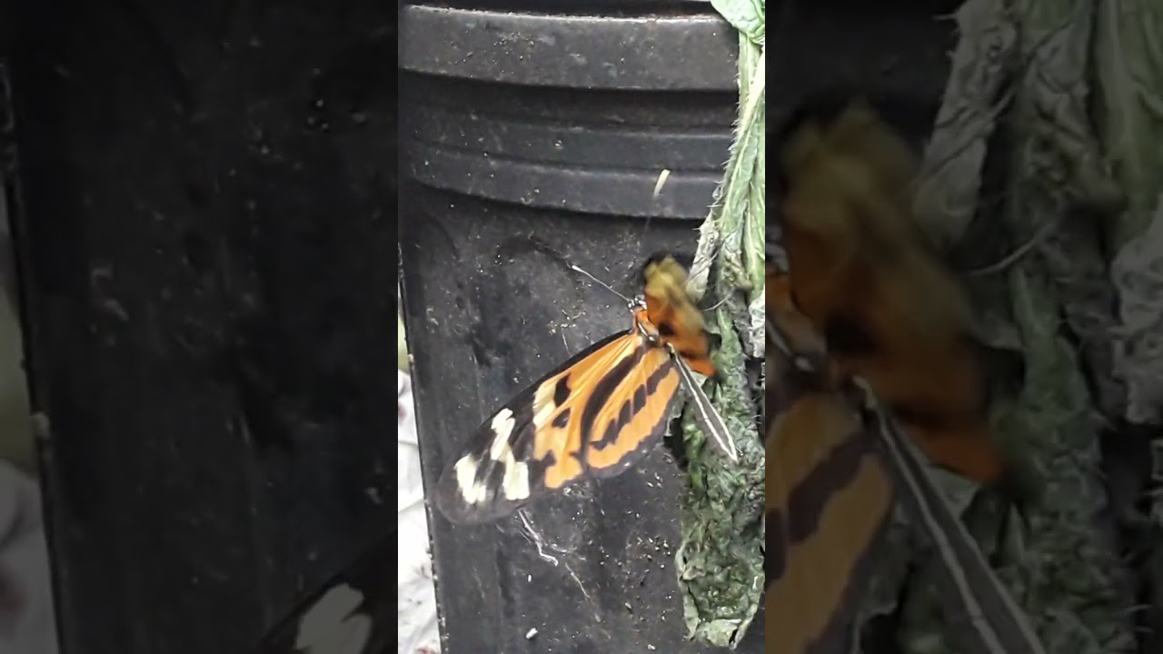 Mechanitis polymnia in Curacao.