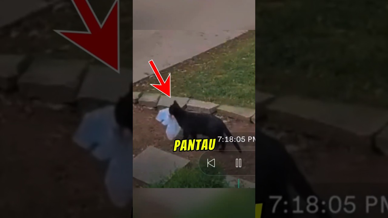 Kucing asyik curi baju jiran 😭 Setiap pagi rumah penuh barang!