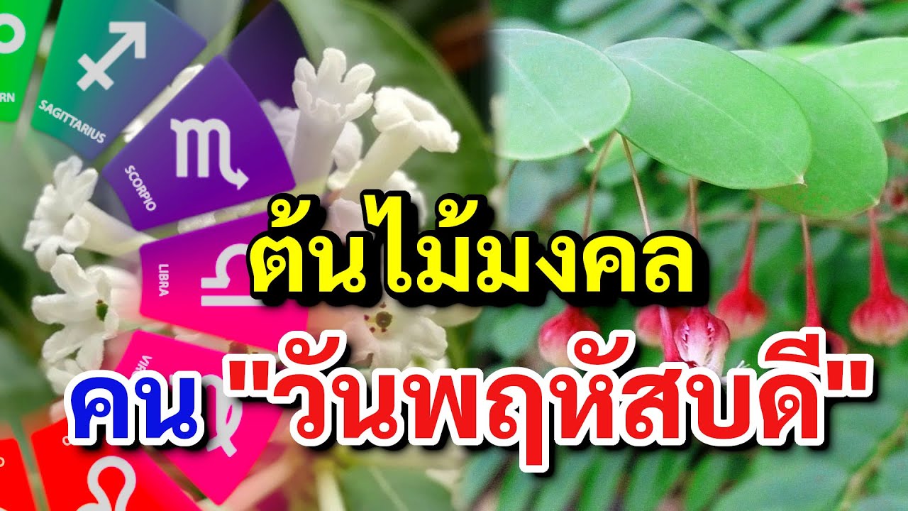 ต้นไม้มงคลประจําวันเกิด  New  ต้นไม้มงคล ประจำวันเกิด คน \