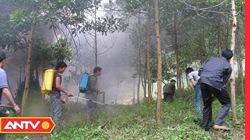 Tăng cường các biện pháp cấp bách phòng cháy chữa cháy rừng | ANTV