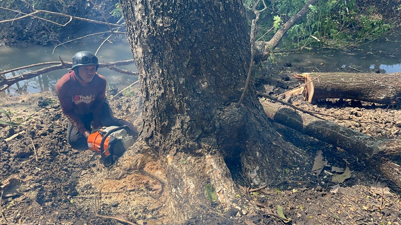 Hard Work‼️ Cut down Huge trembesi trees across the river. - YouTube