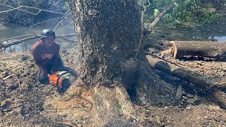 Hard Work‼️ Cut down Huge trembesi trees across the river.