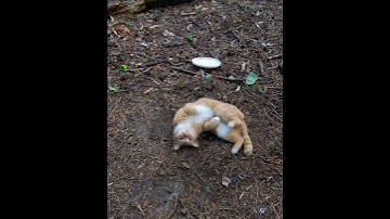 Orange Tabby Mama Cat Adorably Rolling Around 💕 #shorts
