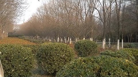 一首《甘心情愿爱着你》听的想流泪，爱你如梦一场，催人泪下！
