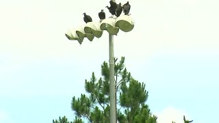 Quit buzzing around: Buzzards an issue for one Dougherty Co. park
