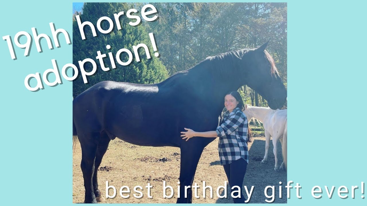 Meet My New Horse Winning A Horse At Auction For My Birthday YouTube