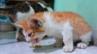3 Little Kittens - dinner & Playtime! by Neos Home 815 views 2 years ago 3 minutes, 18 seconds