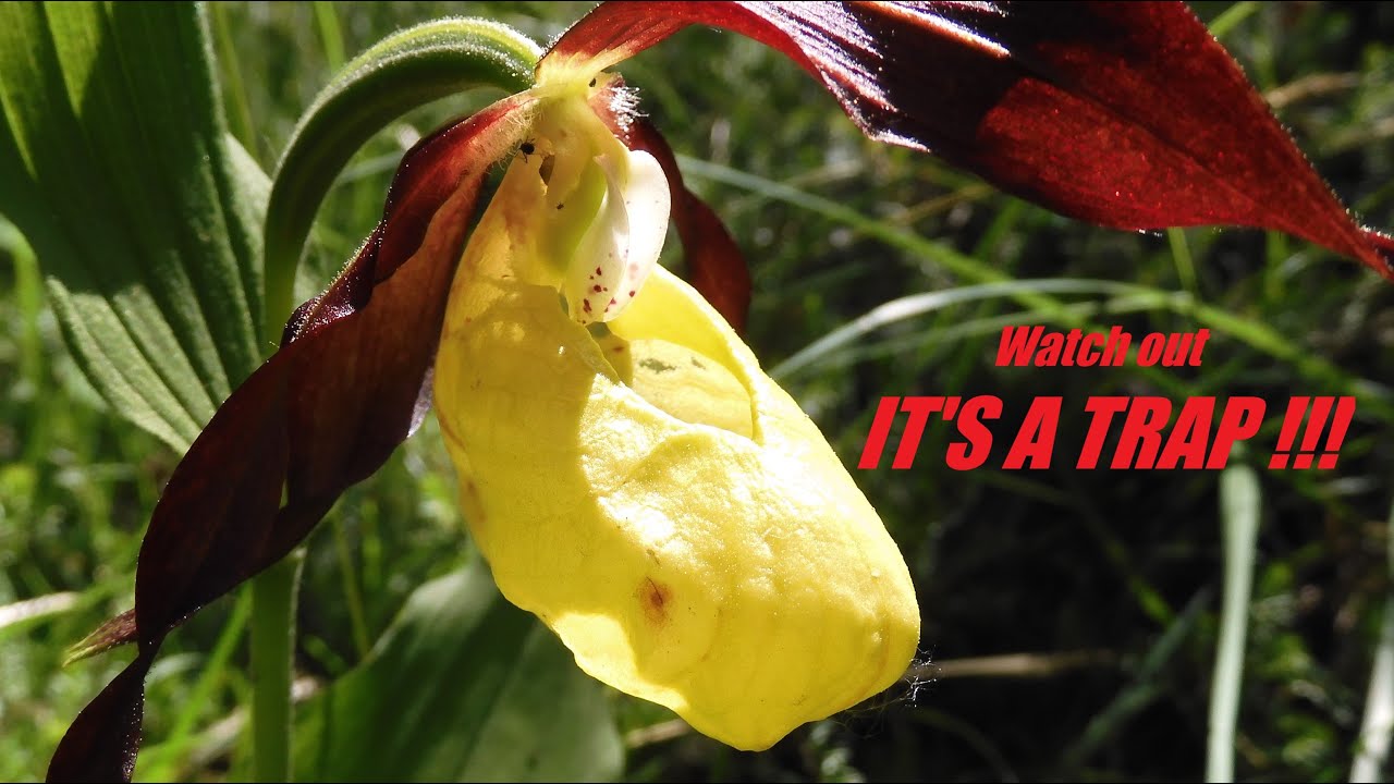 The lady's slipper | pollination of Europe's largest-flowered orchid