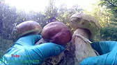 Гриби Карпат