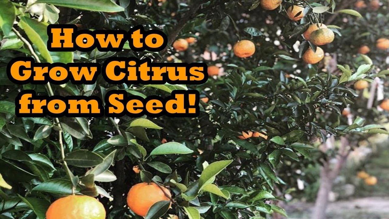 Growing ColdHardy Citrus from Seed! YouTube